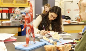 Students in a classroom study human anatomy, with one person focusing on writing notes and a detailed anatomical model of muscles prominently displayed on the desk, preparing for the rigorous Doctor of Chiropractic Program at Northeast College of Health Sciences. Saint Joseph's College of Maine